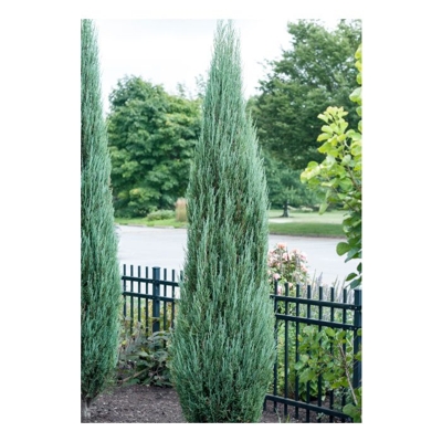 Borievka - Juniperus scopulorum ´Moonglow´ Co2L 40/60