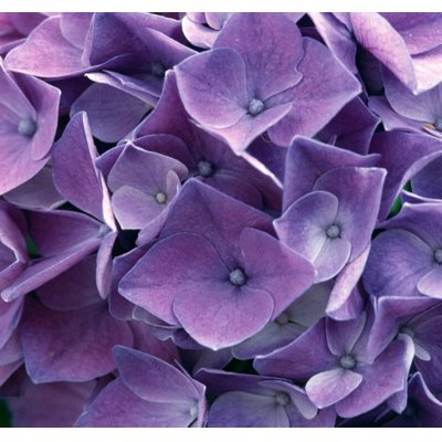 Hortenzia kalinolistá - Hydrangea macrophylla ´River Pink´ Co5L  25/30