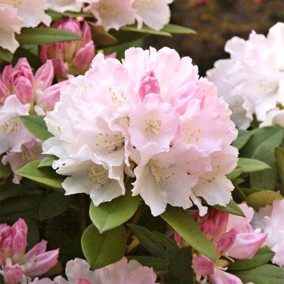 Rododendrón - Rhododendron Yakushimanum