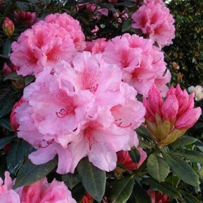 Rododendrón - Rhododendron 