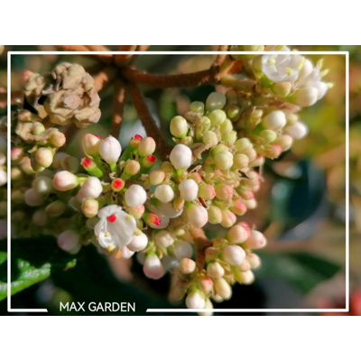 Kalina - Viburnum plicatum ´Kilimanjaro´Co2,5L 20/30