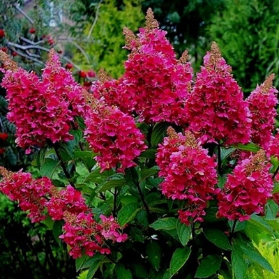 Hortenzia metlinatá - Hydrangea paniculata 'Wim´s Red' - 30/40cm