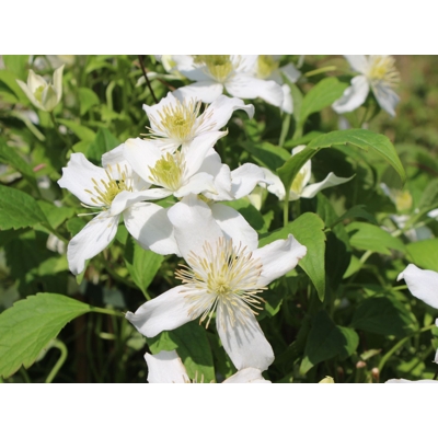 Plamienok - Clematis montana 'Tetrarose' Co2L 60/80