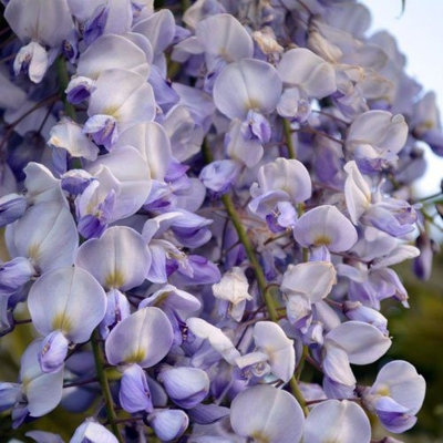 Vistéria čínska - Wisteria sinensis Prolific Co2L 60/80