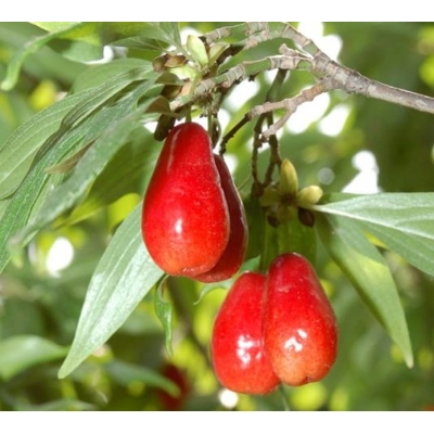 Drieň jedlý  - Cornus mas ´Macrocarpa´