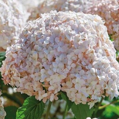 Hortenzia 'Candybelle Marshmallow' – Jemne ružové obrie kvety