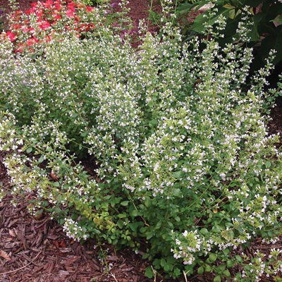 Calamintha nepeta