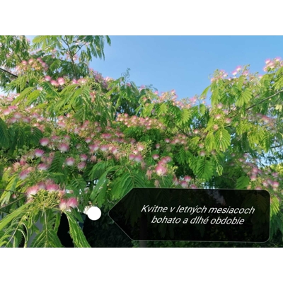 Albízia - Albizia julibrissin - na 170/190cm kmeni