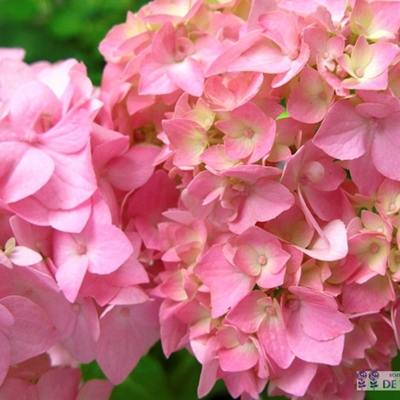 Hortenzia kalinolistá - Hydrangea macrophylla 'Bouquet Rose' Co2.5L