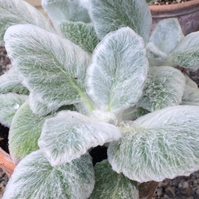 Salvia nemorosa ´Deep Rose´ P17