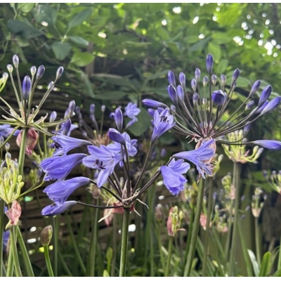 Agapanthus ´Amourette Superb Blue´