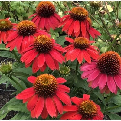 Echinacea purpurea 'Lakota Red'