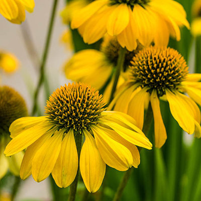Echinacea purpurea 'Lakota Yellow'