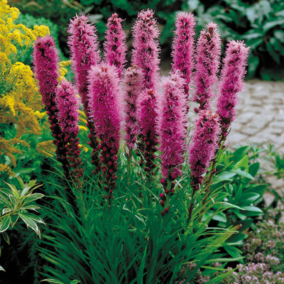Liatra klasnatá - Liatris spicata ´Kobold´