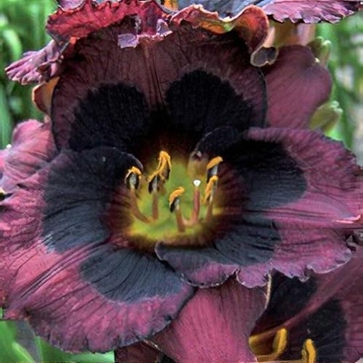 ?aliovka – Hemerocallis ´Whoopi´ Co14