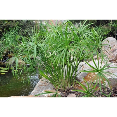 Cyperus alternifolius  P9
