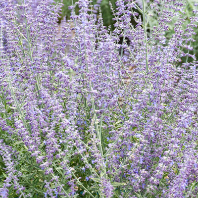 Perovskia atriplicifolia ´Prime Time´