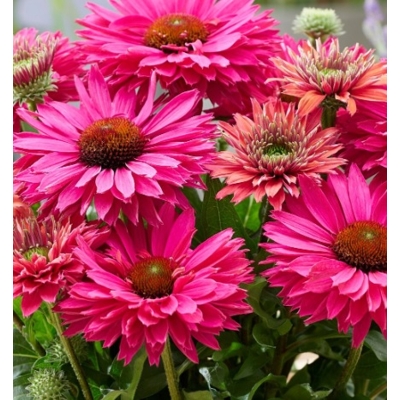 Echinacea SunSeekers ´Sweet Fuchsia´