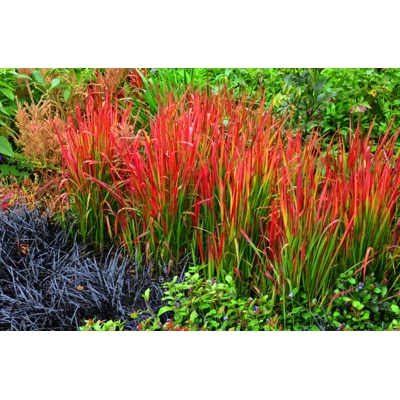 Imperáta valcovitá - Imperata cylindrica ´Red Baron´