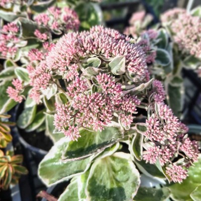 Sedum 'La Vie en Rose'
