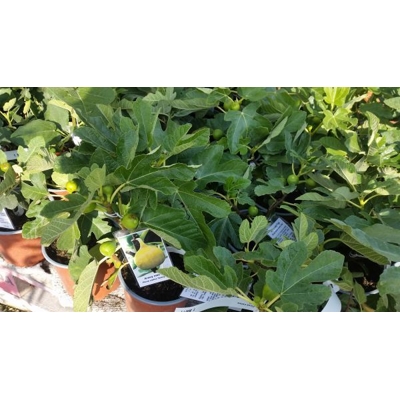 Figovník - Ficus carica ´Arany méz´ - 30/40cm