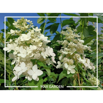 Hortenzia metlinatá - Hydrangea paniculata 'Baby Lace'  - 30/40cm