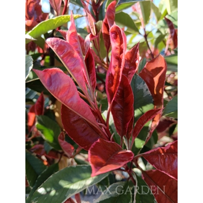 ?ervienka, Fotínia pink marble - Photinia ´Pink Marble´ - 30/40cm