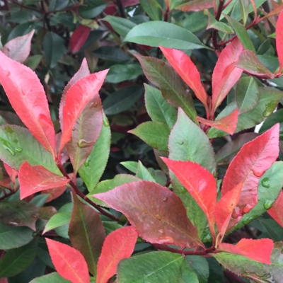 ?ervienka  - Photinia fraseri ´Carre Rouge´- 40/50cm