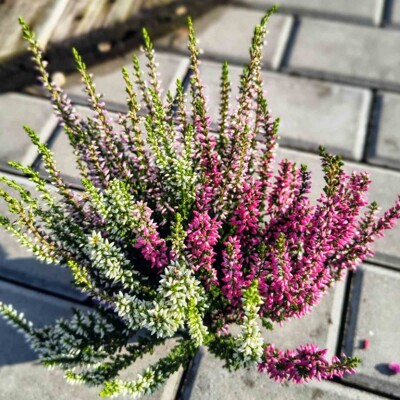 Vres obyčajný - Calluna vulgaris