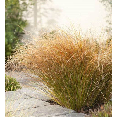 Ostrica - Carex testacea &#039;Prairie Fire&#039;