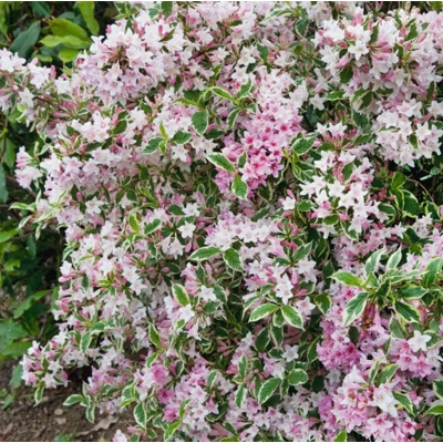 Vajgela kvetnatá - Weigela florida 'Variegata' - 35/40cm