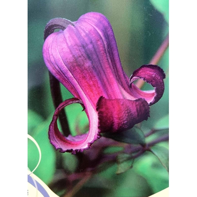 Plamienok - Clematis 'Little Mermaid'  Veľkosť: 40+  ,  RK2