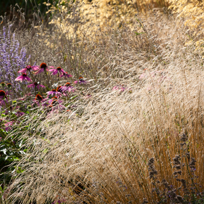 Metlica trsnatá - Deschampsia cespitosa 'Goldtau'