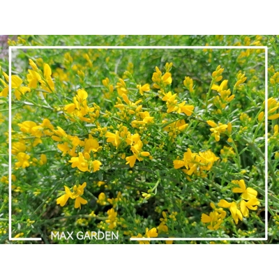 Kručinka lýdijská - Genista lydia  Co3L 30/40