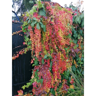 Pavinič trojlaločný Veitchii - Parthenocissus tricuspidata ´Veitchii´ 40+ vyväzovaná Co2L