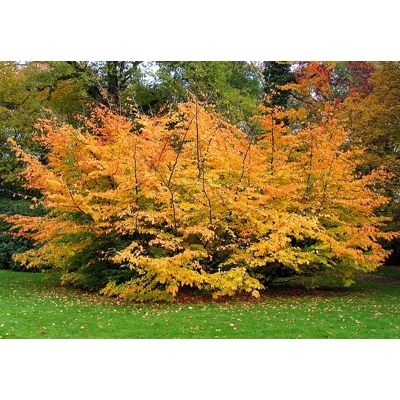 Parrotia persica - 60/80cm
