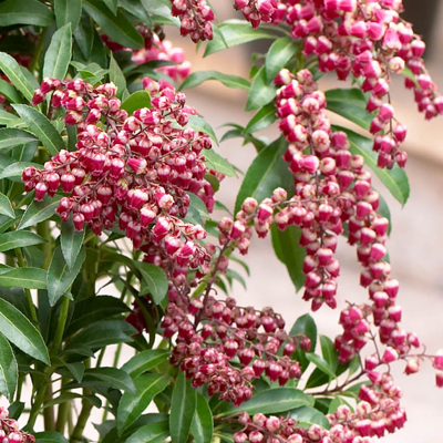 Pieris japonský - Pieris japonica 'Passion PBR' - 20/30cm