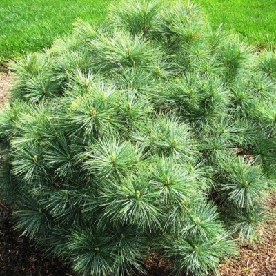 Pinus strobus ´Blue Shag´ - 20/30cm