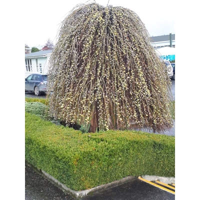 Vŕba rakytová - Salix caprea Kilmarnock Pendula  Co5L KM120