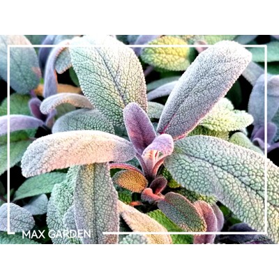 Šalvia lekárska ´Purpurascens´ (purpurová) – Predaj