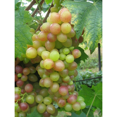 Vinič stolový - Vitis vinifera 'Picurka´- biele bezsemenné Co3L KM20