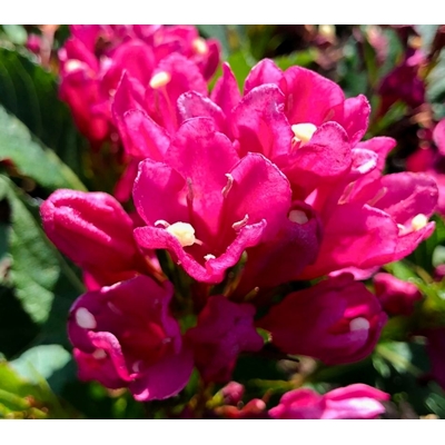 Vajgela ve?kokvetá - Weigela florida 'Big Love' - 20/30cm
