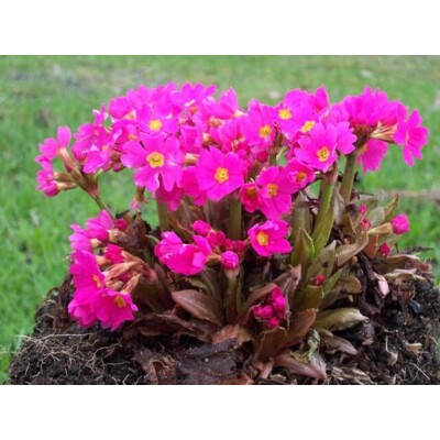 Primula rosea: Prvý posol jari pre vlhké miesta