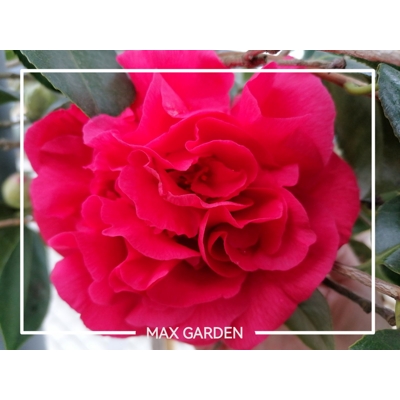 Kamélia Japonská  - Camellia japonica ´Lady Campbell´ - 30/40cm