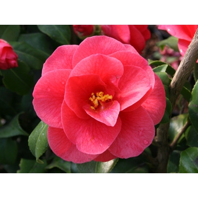 Kamélia Japonská  - Camellia japonica 'Mary Williams' - 30/40cm