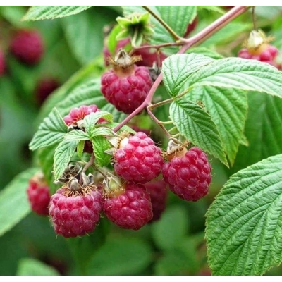 Malina ?ervená - Rubus idaeus ´Ottawa´- 40+cm