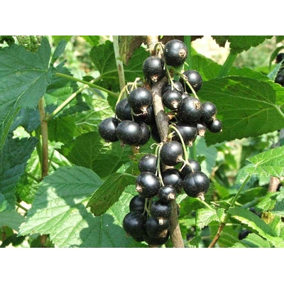 Ríbezľa čierna - Ribes nigrum ´Titania´ 40+