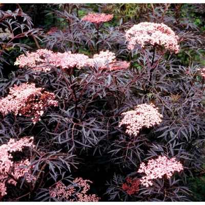 Baza čierna - Sambucus nigra ´Black Lace´ - 20/30cm