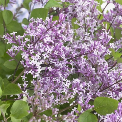 Orgován meyerov  - Syringa meyeri ´Flowerfesta Purple´ - 20/30cm