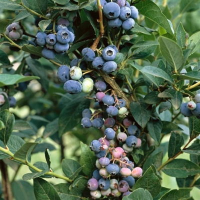 ?u?oriedky- Vaccinium corymbosum ´Brigitta Blue´ -30/40cm